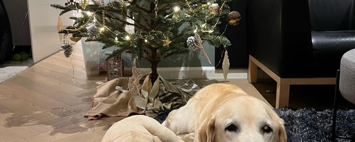 Feeling Christmas...