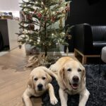 Feeling Christmas...