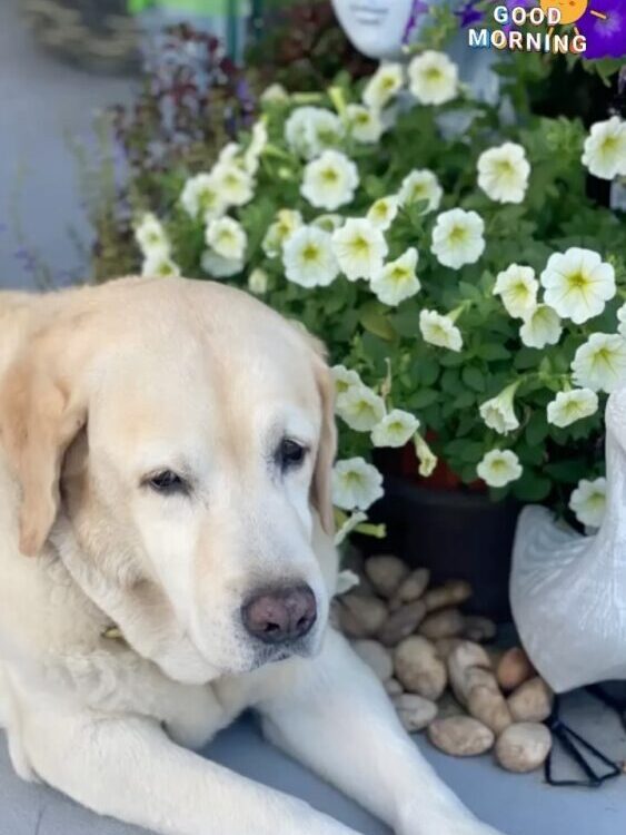 Good Morning Have a lovely day...