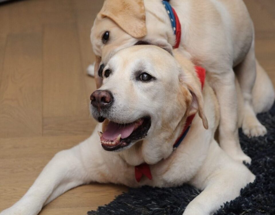 Happy Herky&Oscar...