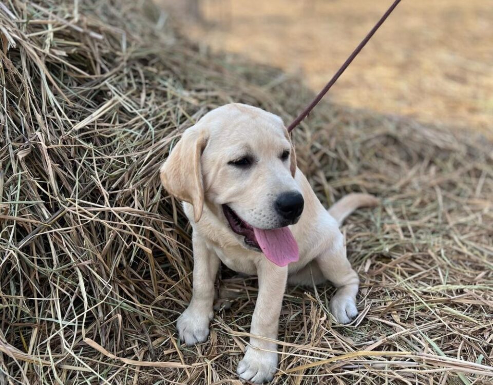 Happy Saturday at Sansiri Backyard ให้ภาพเล่าเรื่อง...