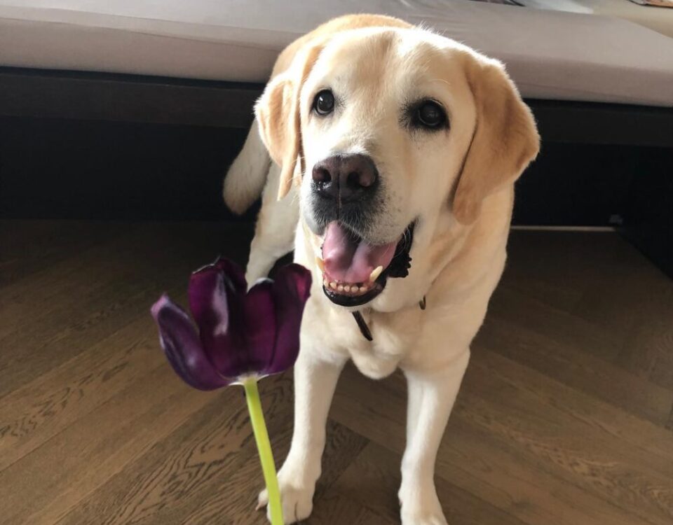 Herky with Queen of Night Tulip...