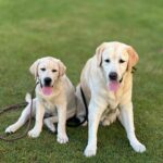 Herky&Oscar Happy Doggies...