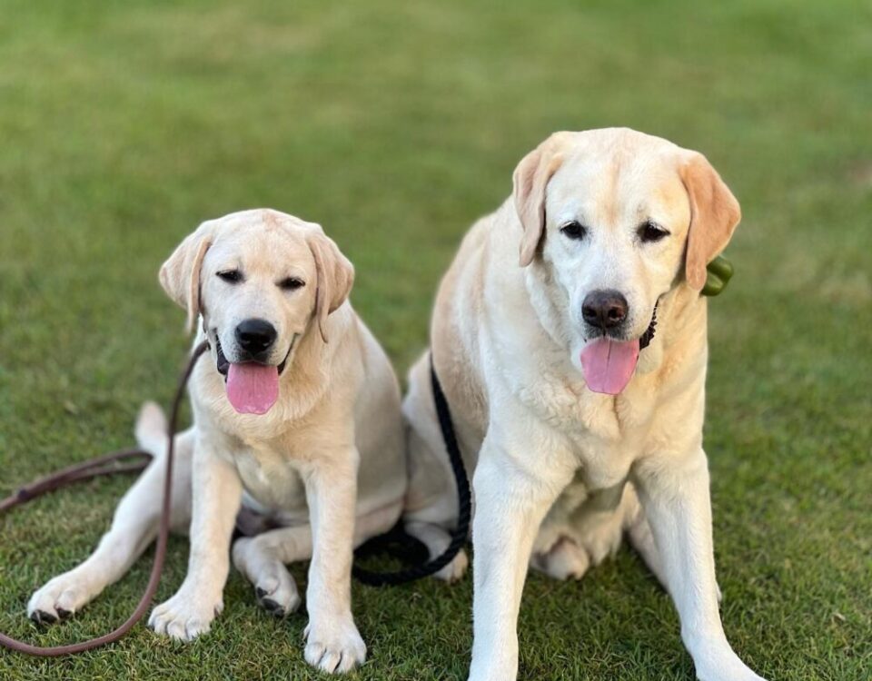 Herky&Oscar Happy Doggies...