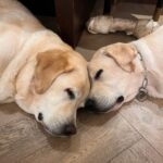 HerkyOscar นอนติดกันทุกวันเหมือนเป็นพ่อลูก น้องก็ตัวใหญ่จะเท่าพี่แล้ว ผ่านไปไม่ก...