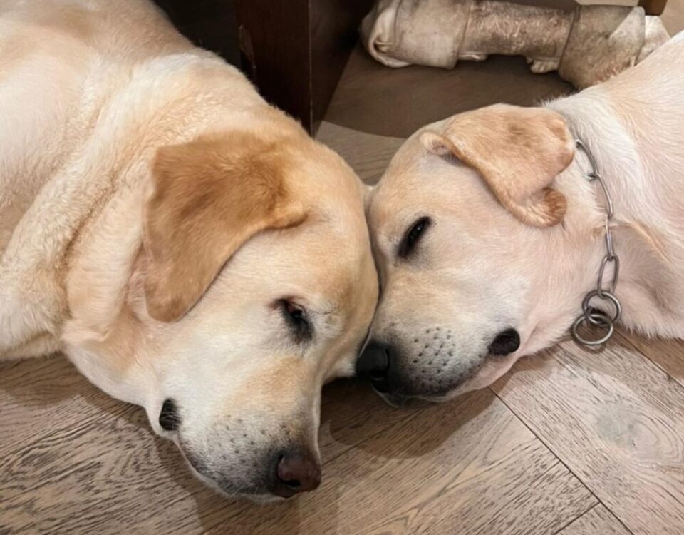 HerkyOscar นอนติดกันทุกวันเหมือนเป็นพ่อลูก น้องก็ตัวใหญ่จะเท่าพี่แล้ว ผ่านไปไม่ก...