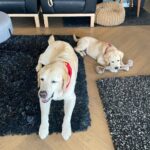 HerkyOscar เห็นหน้าปู่ก็รู้ว่าระอาความซนของหลาน...