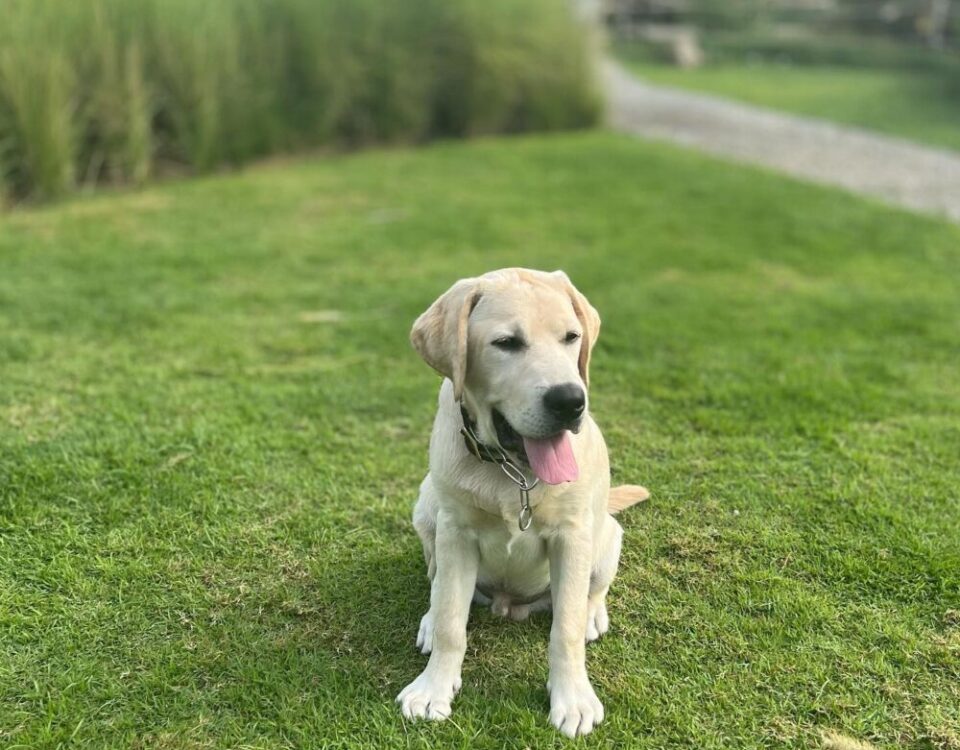Morning Run with Herky&Oscar at Sansiri Backyard...