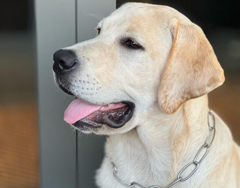 Oscar 6 เดือนแล้ว หน้าเริ่มเหลี่ยม ไม่ค่อยเหมือนหมาวัดแล้ว...