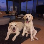 Oscar & Herky หน้าเหมือนกันอย่างกับแฝดต่างกันที่อายุ14 ปีเลยจ้า...