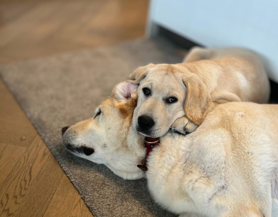 Oscarรักพี่Herkyนอนทับกันเลย...