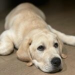 Oscarโตเร็วมาก เกือบ3เดือนแล้วคร้าบ ซนและดื้อมาก...