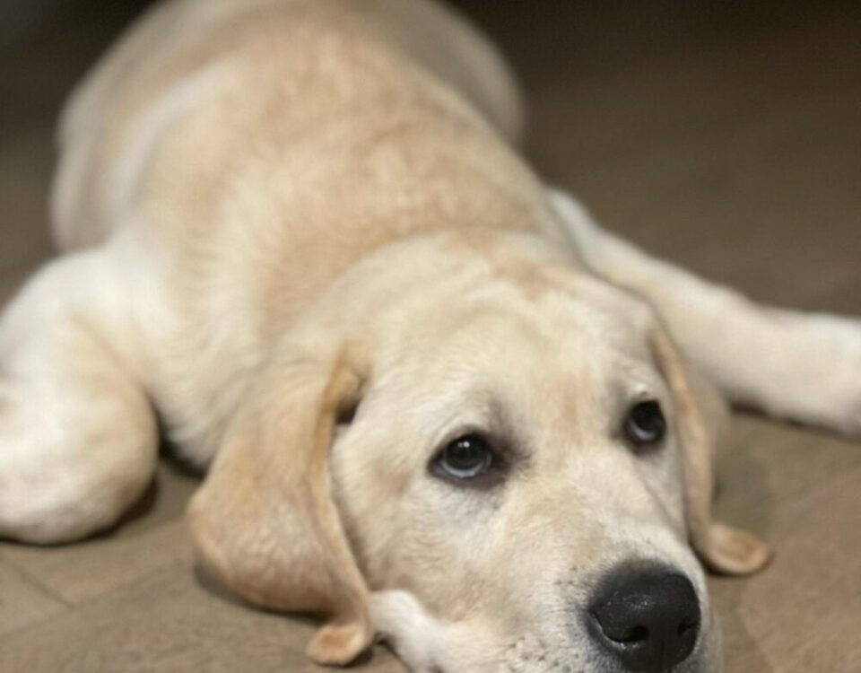 Oscarโตเร็วมาก เกือบ3เดือนแล้วคร้าบ ซนและดื้อมาก...