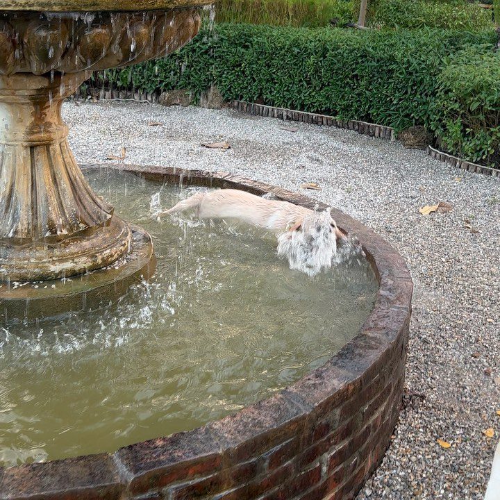 ความสุขของOscarที่  ว่ายน้ำเป็นตัวนากเลย555...