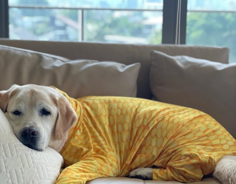 คุณชายเฮอร์คี่นอนมองน้อง Oscar ด้วยความเซ็ง 
พี่เฟิร์ส  มาเยี่ยมOscarและHerky สน...