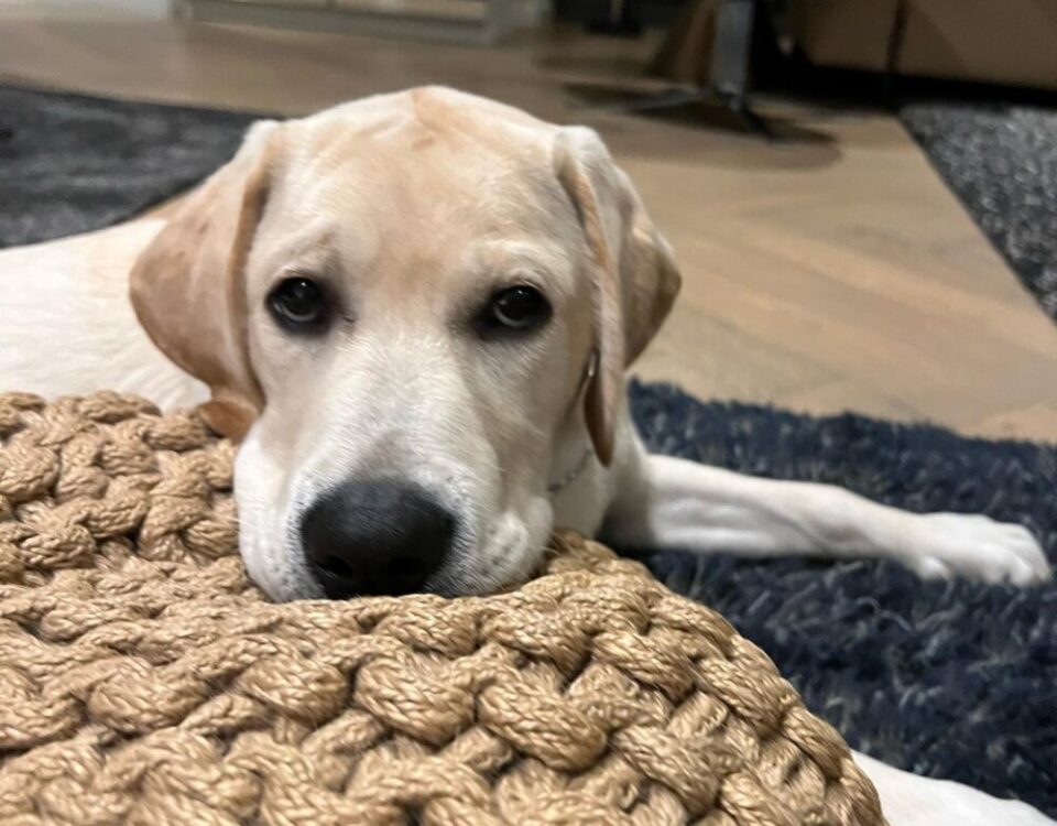 จอมซ่า Oscar...