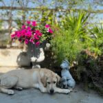 จัดสวนRooftopใหม่ OscarกับHerkyมาให้กำลังใจ...