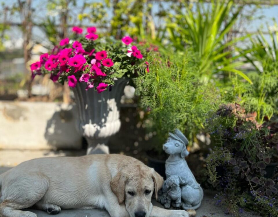 จัดสวนRooftopใหม่ OscarกับHerkyมาให้กำลังใจ...