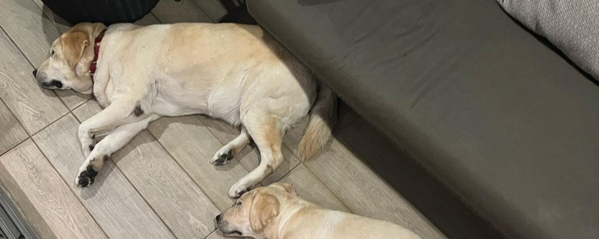 ท่านอนมาตรฐาน ถึงแม้HerkyกับOscarจะไม่ใช่พี่น้องกันแต่ทำท่าเหมือนกันมาก...