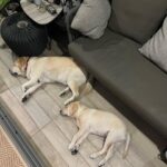 ท่านอนมาตรฐาน ถึงแม้HerkyกับOscarจะไม่ใช่พี่น้องกันแต่ทำท่าเหมือนกันมาก...