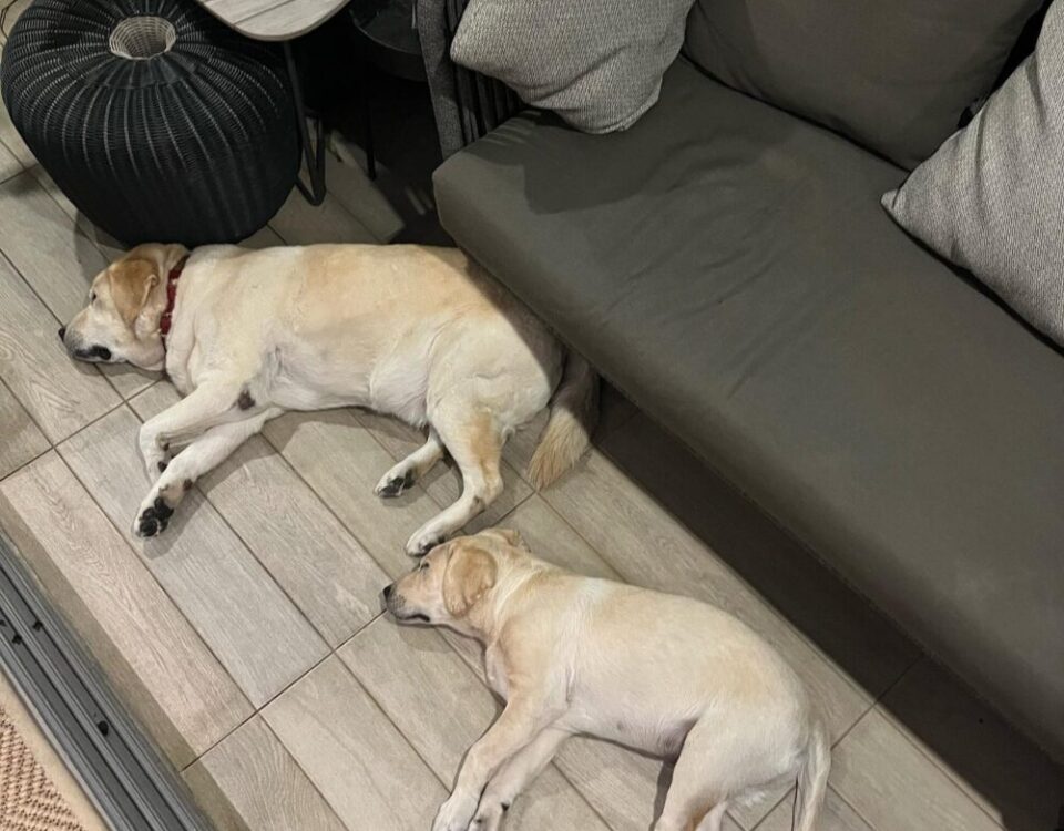 ท่านอนมาตรฐาน ถึงแม้HerkyกับOscarจะไม่ใช่พี่น้องกันแต่ทำท่าเหมือนกันมาก...