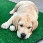 ผ่านไปแค่2อาทิตย์ ออสก้าตัวโตขึ้นเยอะ นี่ยังไม่3เดือนเลยนะเนี่ย ตัวหนักแล้ว...