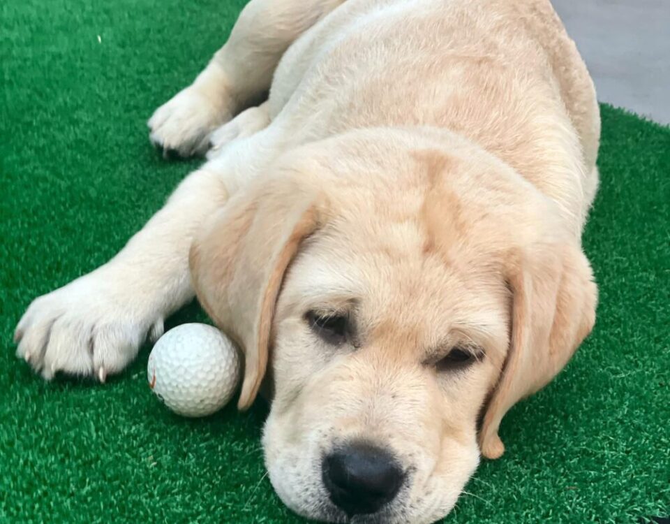 ผ่านไปแค่2อาทิตย์ ออสก้าตัวโตขึ้นเยอะ นี่ยังไม่3เดือนเลยนะเนี่ย ตัวหนักแล้ว...