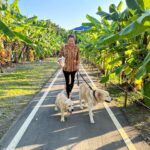 พา Oscar & Herkyมาเที่ยวที่ Sansiri Backyardทุกวัน Happyมาก หมาๆได้เพื่อนใหม่และ...