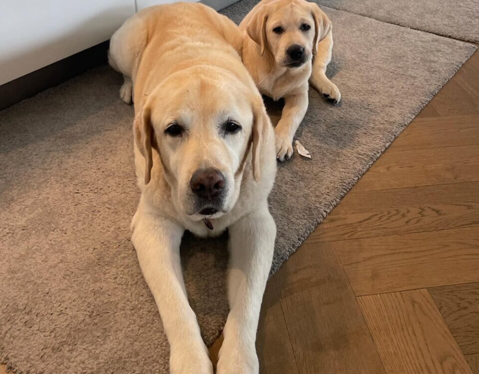 พิมพ์นิยม พี่น้องนักกัน  Herky&Oscar...