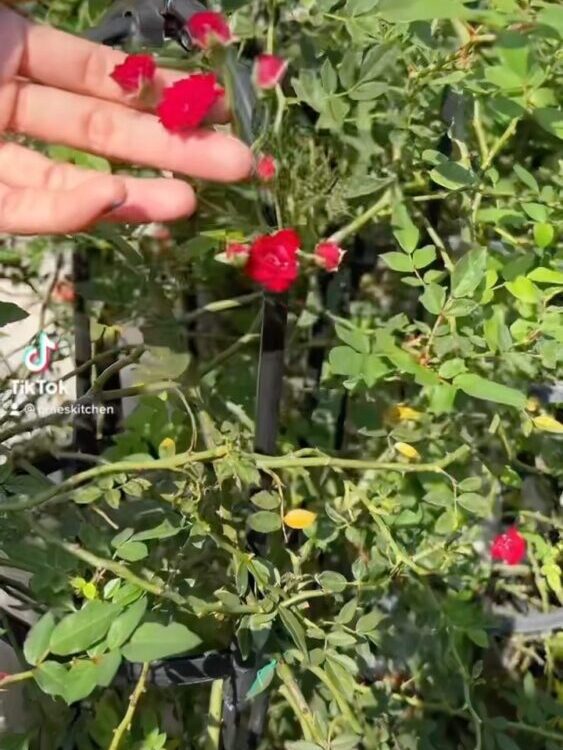 มาเยี่ยมสวนน้องขิม  หลังจากไม่ได้เจอกันมา3ปี ต้นไม้ทุกต้นชีปลูกเอง รดน้ำใส่ปุ๋ย ...