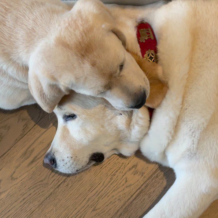 ลุงหลานรักกัน Herky&Oscar...