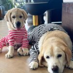 สองพี่น้อง Herky&Oscarกับเสื้อกันขนร่วง...