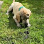 อยู่ดีๆก็เอาหน้าไปมุดดิน เป็นขวานฟ้า...