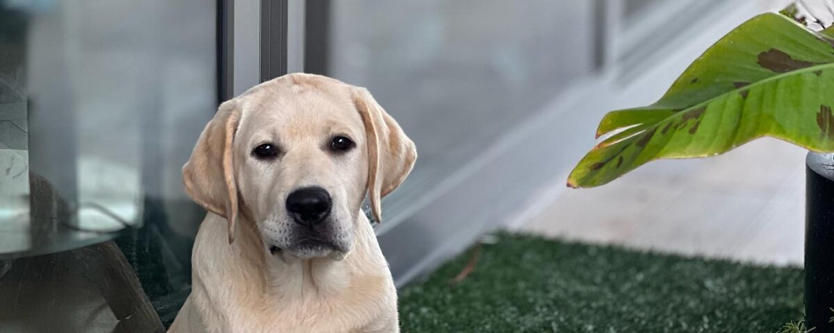 ออสก้าทำหน้าหมาสงสัย Labradorเพศผู้ อายุ3 เดือน จากฟาร์ม Healthy Labrador เฮลตี้...