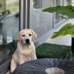 ออสก้าทำหน้าหมาสงสัย Labradorเพศผู้ อายุ3 เดือน จากฟาร์ม Healthy Labrador เฮลตี้...