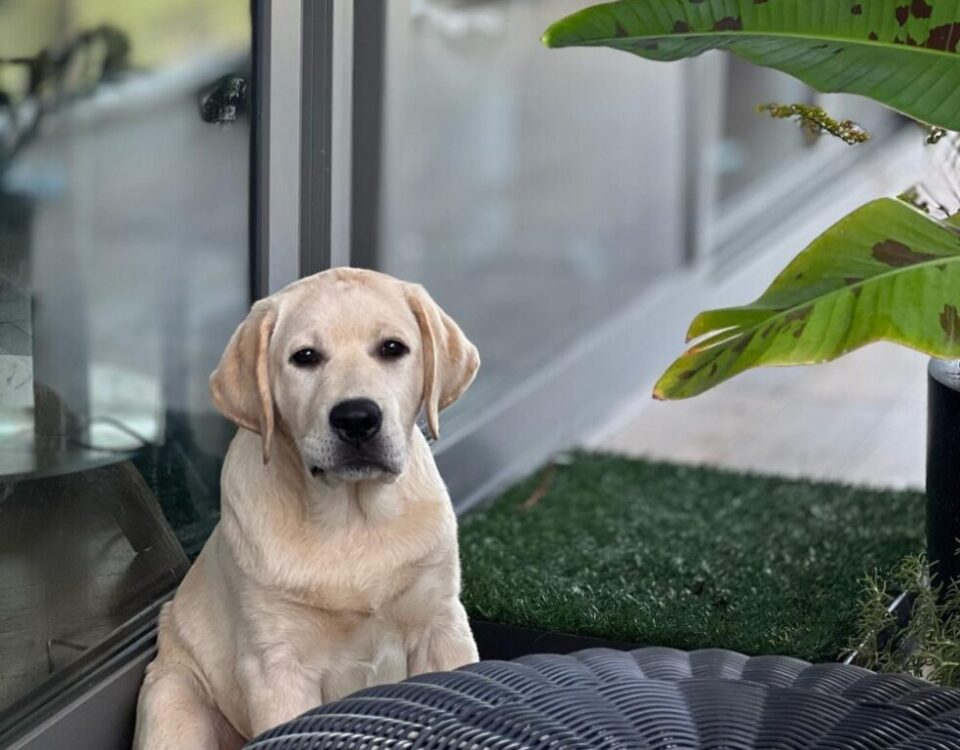 ออสก้าทำหน้าหมาสงสัย Labradorเพศผู้ อายุ3 เดือน จากฟาร์ม Healthy Labrador เฮลตี้...