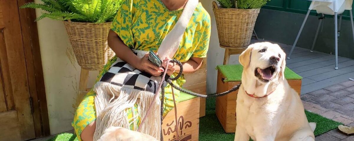 อากาศดี พาOscarกับHerkyมาเจอ Panini ขบวนการหมา Labrador  ขอบSansiri Backyardมาก ...