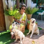 อากาศดี พาOscarกับHerkyมาเจอ Panini ขบวนการหมา Labrador  ขอบSansiri Backyardมาก ...