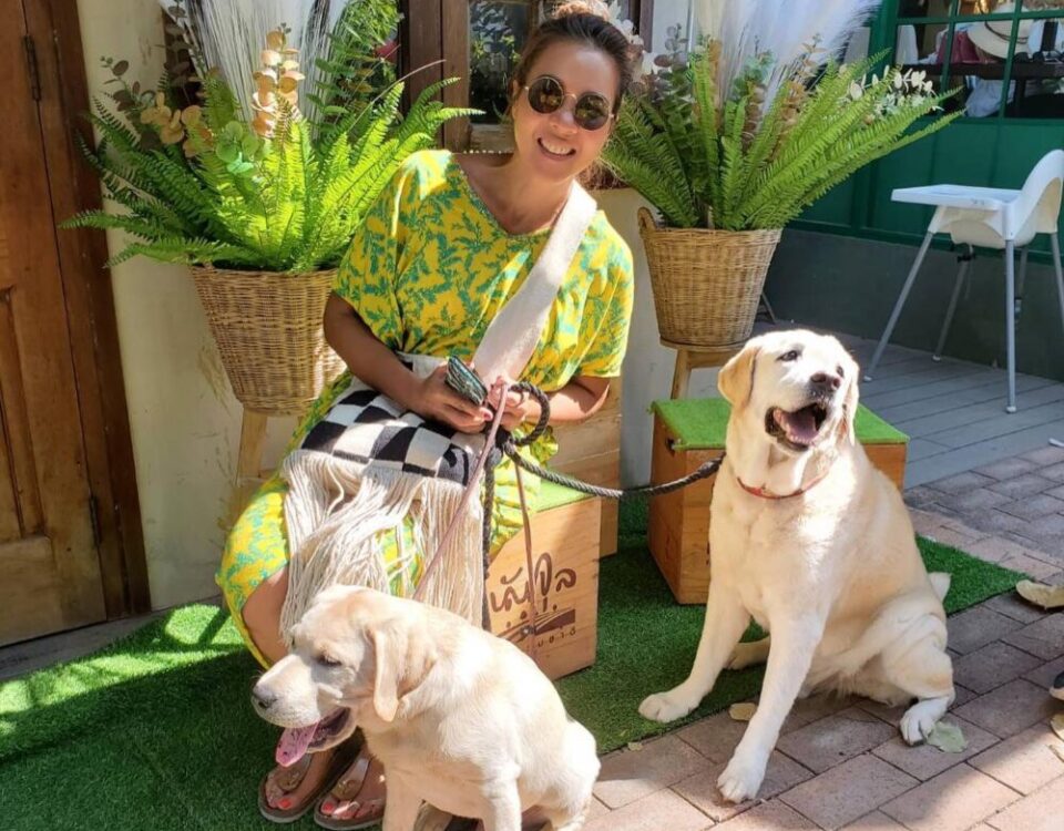 อากาศดี พาOscarกับHerkyมาเจอ Panini ขบวนการหมา Labrador  ขอบSansiri Backyardมาก ...