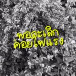 ทำไข่เจียวก็เหมือนกับความรัก..ยังไง?...