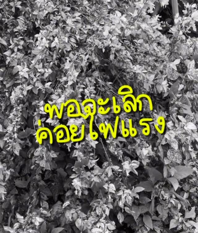 ทำไข่เจียวก็เหมือนกับความรัก..ยังไง?...