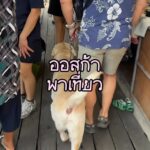 ออสก้าลงเรือครั้งแรก!! ที่ตลาดน้ำตลิ่งชัน ก่อนไปตลาดไปทานก๋วยเตี๋ยวเนื้อร้านโปรด...