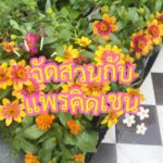 จัดสวนสไตล์แพรคิดเชน ดอกไม้ราคาน่ารักจากตลาดน้ำตลิ่งชัน...