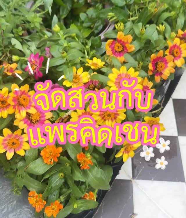 จัดสวนสไตล์แพรคิดเชน ดอกไม้ราคาน่ารักจากตลาดน้ำตลิ่งชัน...