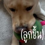 ลูกชิ้นออสก้าาท่าทางม่ายปลอดภัยย...