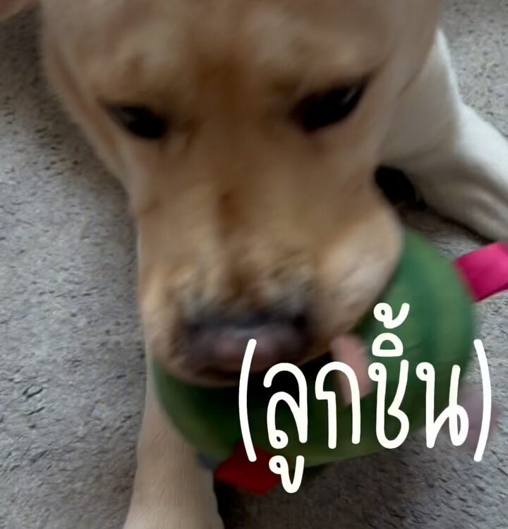 ลูกชิ้นออสก้าาท่าทางม่ายปลอดภัยย...