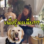 ใครกำลังทำบ้านเหมือนแพรบ้างคะ ?
แพรมีเรื่องแอร์มาเล่าให้ฟังค่ะ
เมื่อก่อนแพรเลือก...