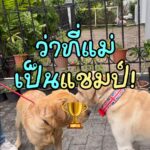 ออสก้ากำลังจะเป็นพ่อแล้วหรือเปล่า?
วันนี้มีภารกิจสำคัญมาก…พาออสก้ามาเจอกับ “เฟ...