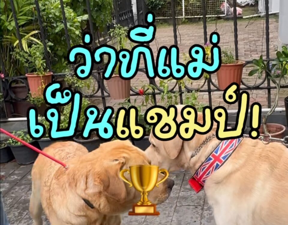 ออสก้ากำลังจะเป็นพ่อแล้วหรือเปล่า?
วันนี้มีภารกิจสำคัญมาก…พาออสก้ามาเจอกับ “เฟ...